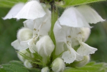 Close-view-of-Archangel-flower