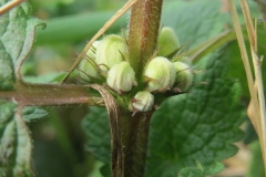Flower-buds-of-Archangel
