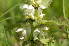 Flower-of-Archangel