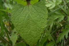 Leaf-of-Archangel