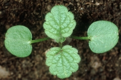 Seedlings-of-Archangel