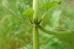 Stem-of-Archangel