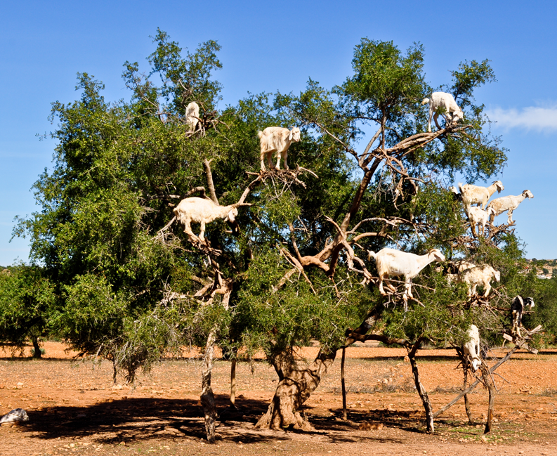 Goats-in-an-argan-tree