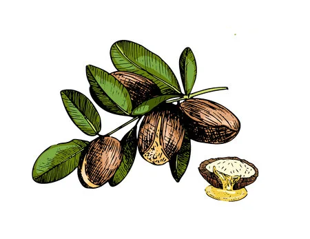 Plant-illustration-of-Argan