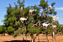 Goats-in-an-argan-tree