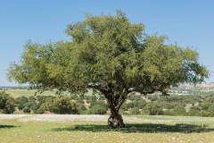 Argan-tree