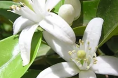 Closer-view-of-flowers-of-Argan
