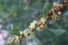 Flowers-of-Argan
