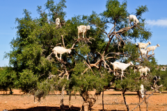 Goats-in-an-argan-tree