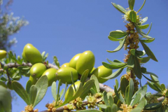 Immature-fruits-of-Argan