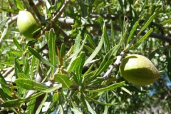 Leaves-of-Argan