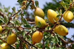 Mature-fruits-of-Argan