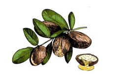 Plant-illustration-of-Argan
