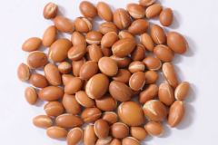 Seeds-of-Argan