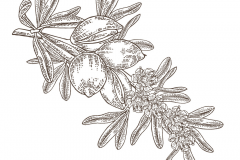 Sketch-of-Argan