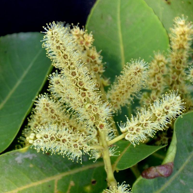 Flowers-of-Arjun-Tree
