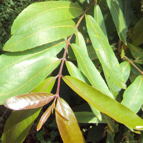Leaves-of-Arjun-Tree