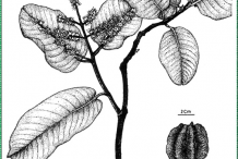 Arjun-Tree-Illustration