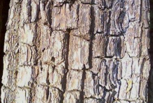 Bark-of-Arjun-Tree