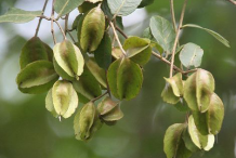 Green-Fruit-of-Arjun-Tree