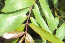 Leaves-of-Arjun-Tree