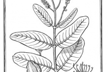 Sketch-of-Arjun-tree