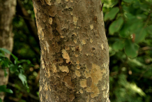 Trunk-of-Arjun-Tree