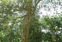 Whole-Arjun-Tree