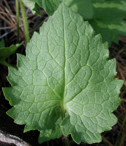 Arnica-Leaf