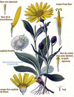 Arnica-Plant-Illustration
