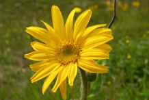 Arnica-Flower