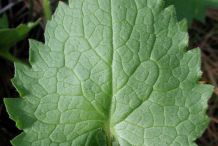 Arnica-Leaf