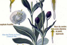 Arnica-Plant-Illustration