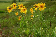 Arnica-Plant