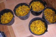 Collected-Arnica-Flower