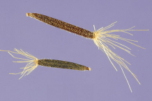 Seeds-of-Arnica-plant