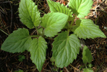 Small-Arnica-Plant