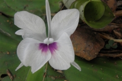 Aromatic-ginger-flower