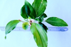 Aromatic-ginger-leaves