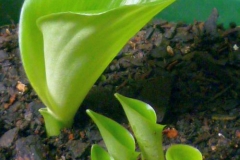Aromatic-ginger-plant
