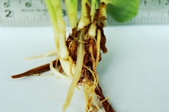 Aromatic-ginger-root