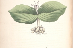 Plant-illustration-of-Aromatic-ginger