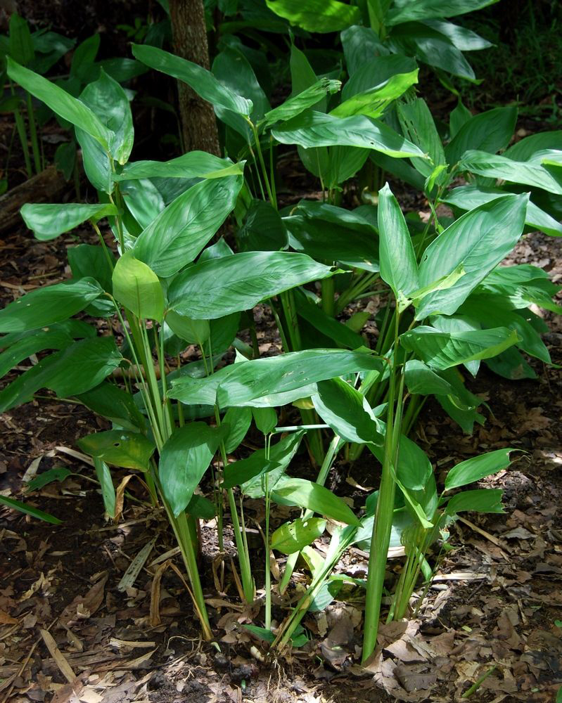 Arrowroot-plant