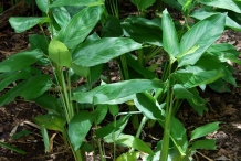 Arrowroot-plant
