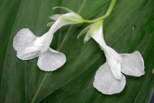 Close-up-flower-of-Arrowroot