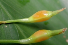 Fruit-of-Arrowroot