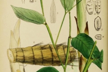 Illustration-of-Arrowroot