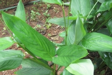 Leaves-of-Arrowroot-plant