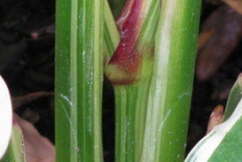Stem-of-Arrowroot