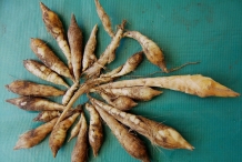 Tubers-of-Arrowroot